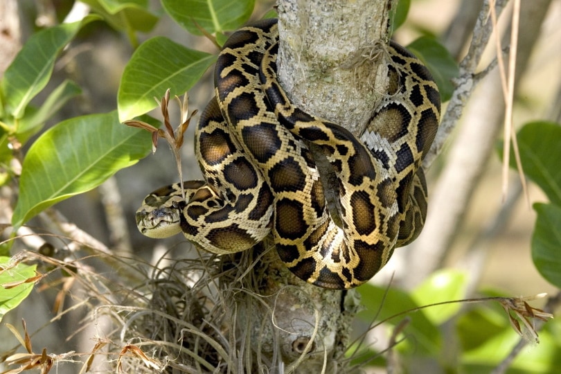 python in tree branch