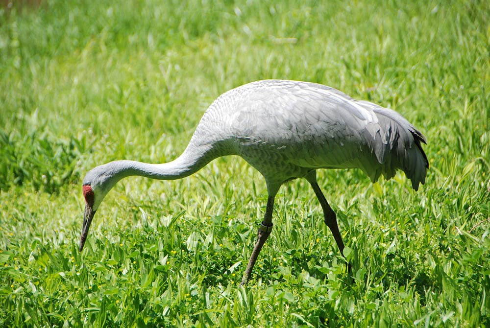 sandhill crane on the grass