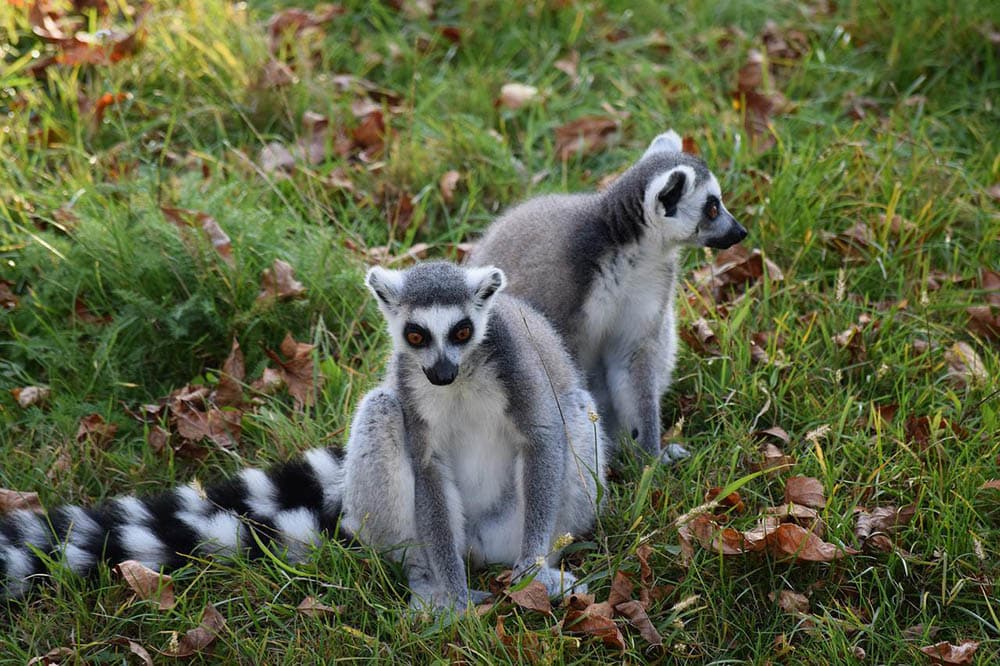 two ringtails on the ground