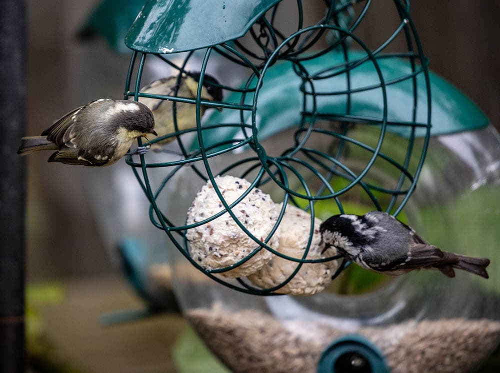 warblers eating on a birdfeeder