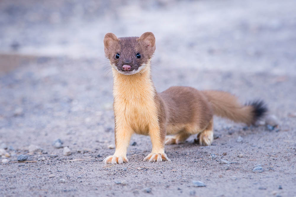 Weasel on the ground