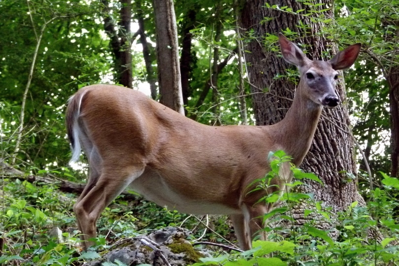 what-animals-can-you-hunt-in-california-9-common-game-species-optics-mag