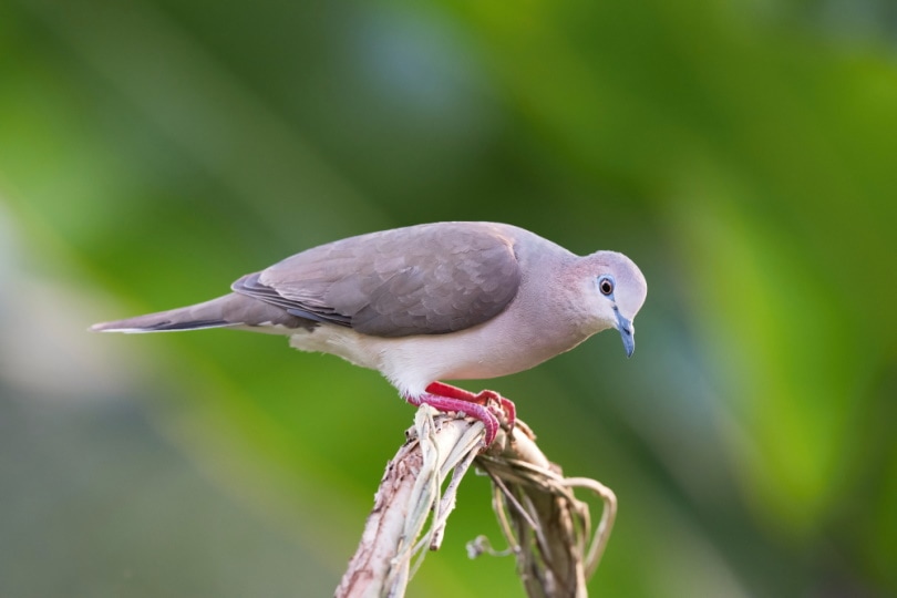 white tipped dove perching