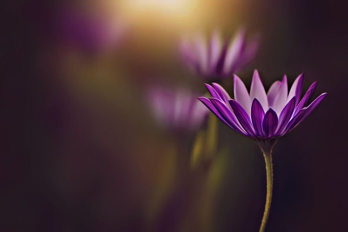 Macro Flowers by bored panda