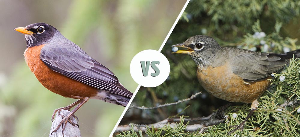 Male Robin vs Female Robin