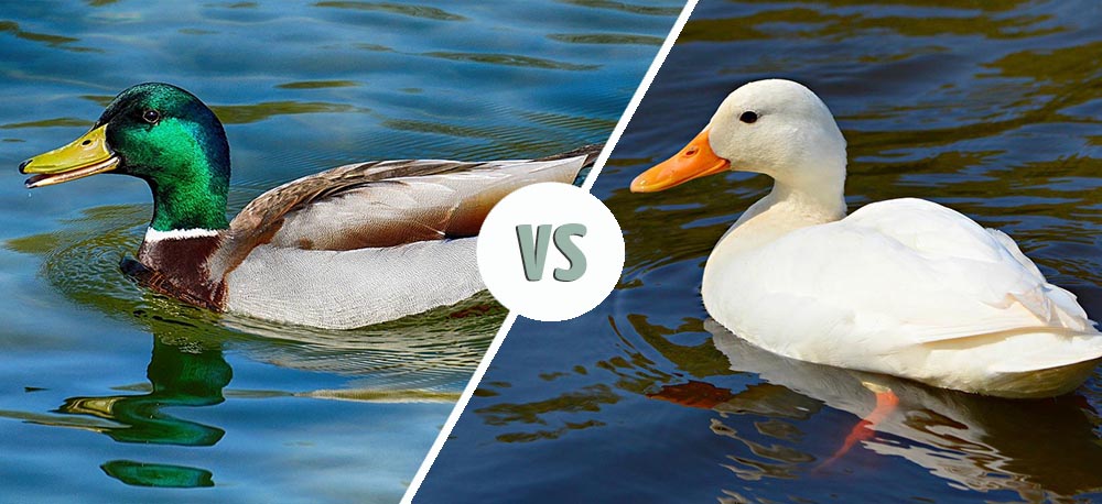 Mallard vs Duck