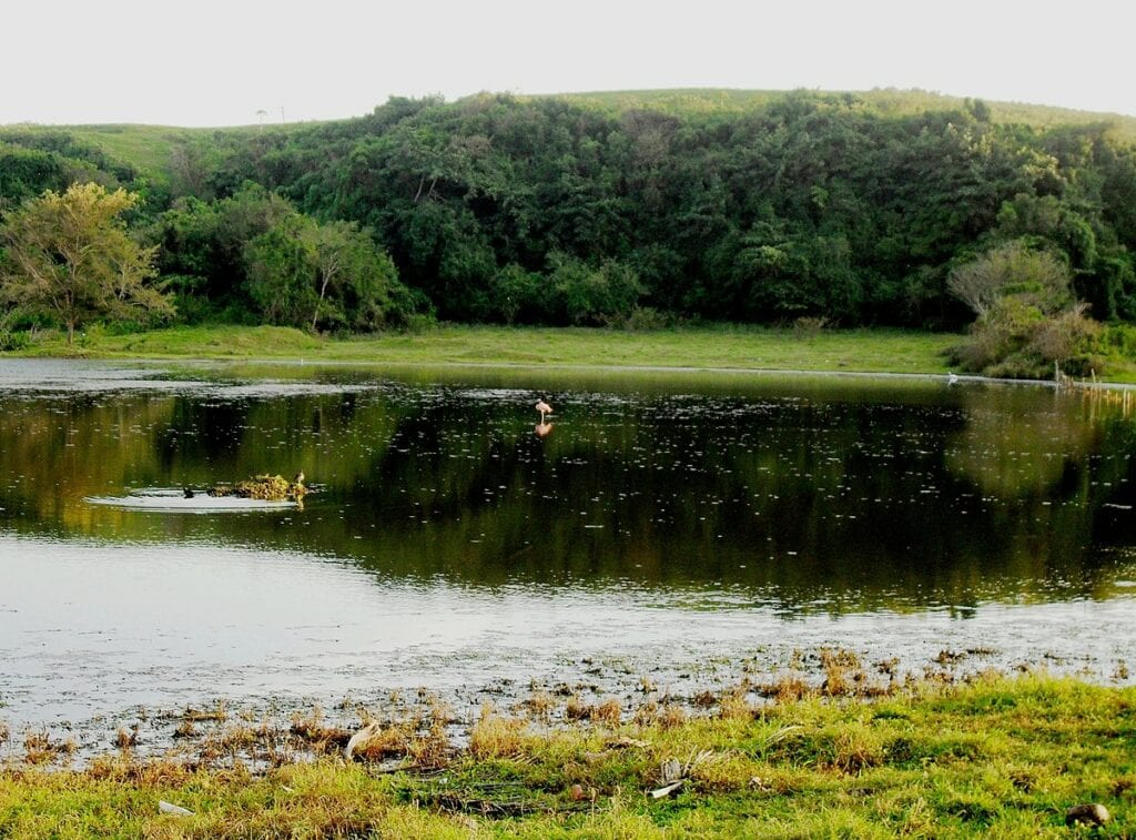 Nuestro visitante exótico - Bajuras, Camuy, Puerto Rico