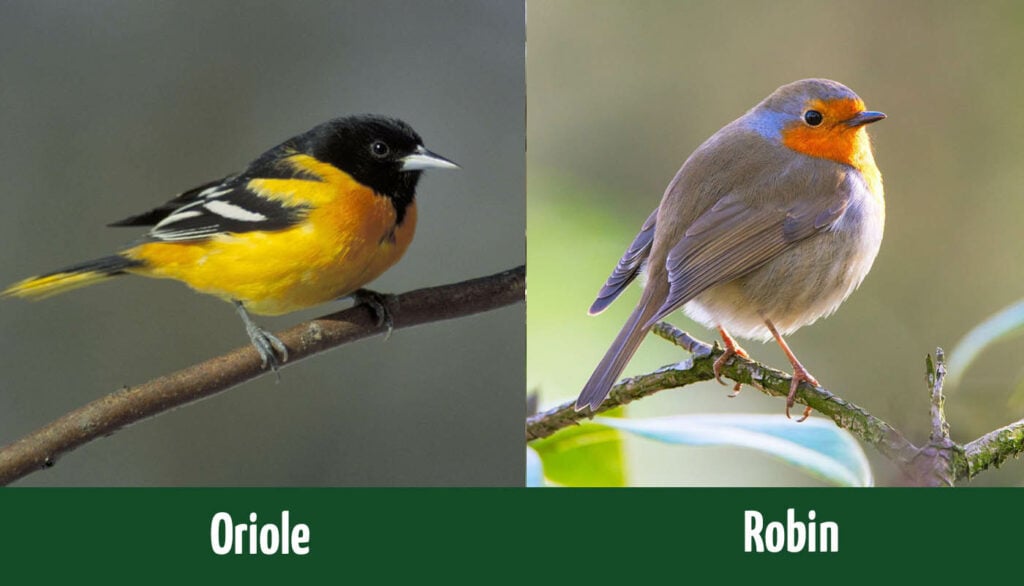 Oriole Vs Robin side by side