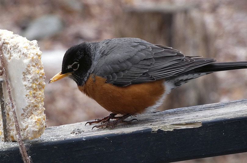 do robins eat suet cake