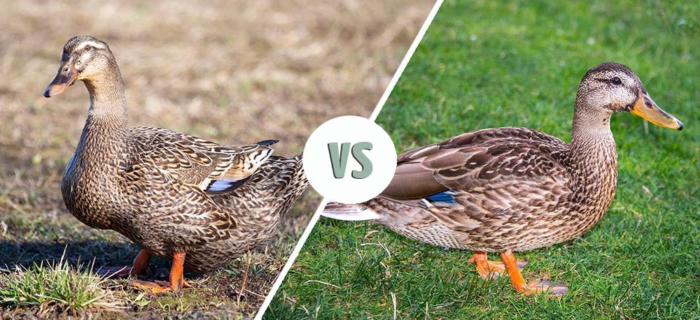 Rouen duck vs Mallard Duck