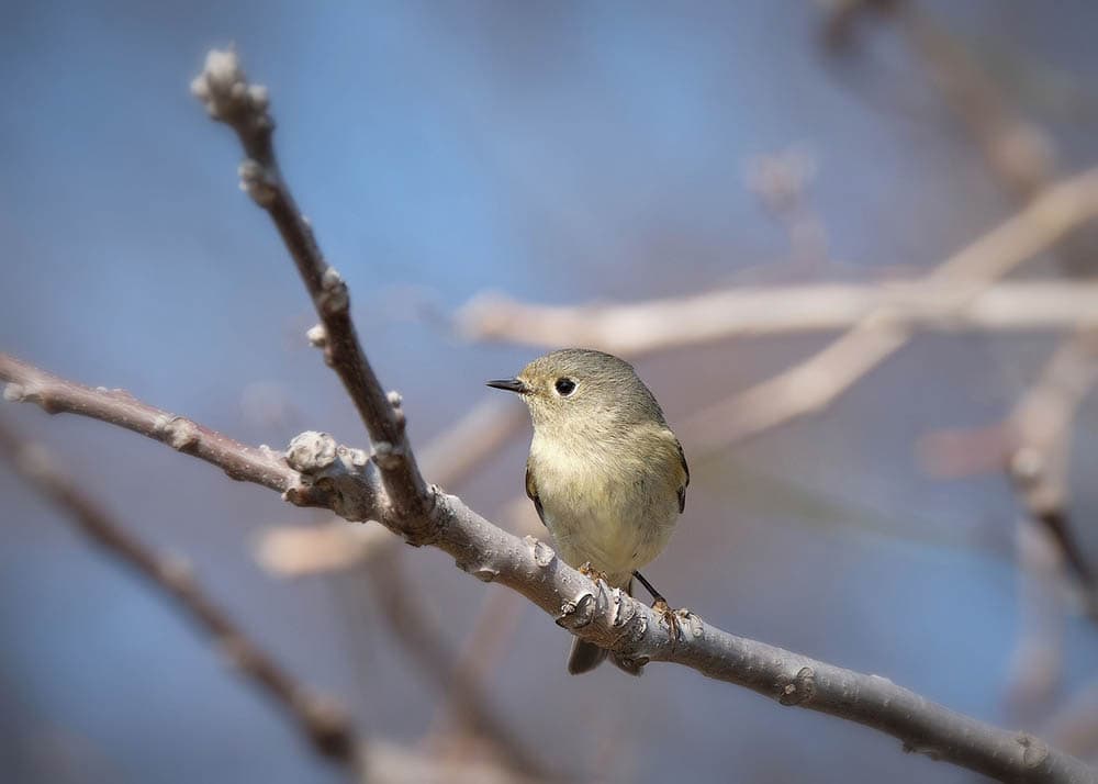 Ruby-Crowned Kinglet perched on a branch