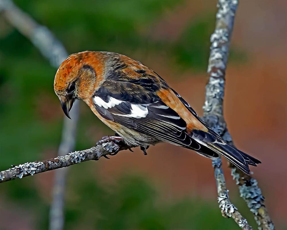White-Winged Crossbill perched