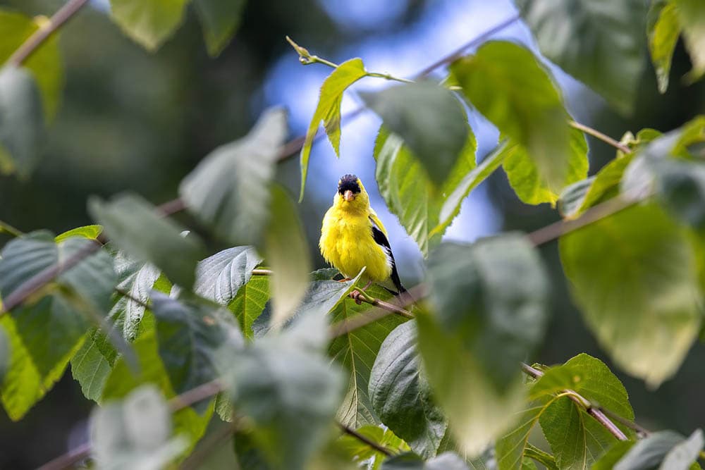 american goldfinch perched in the middle of the tree