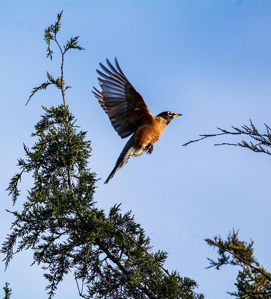 American Robin takes flight