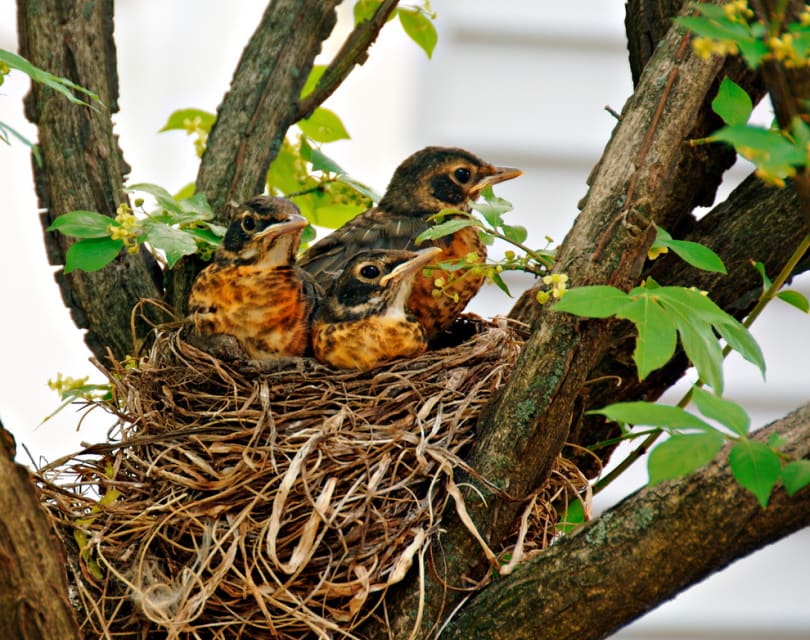 baby robins in the nest