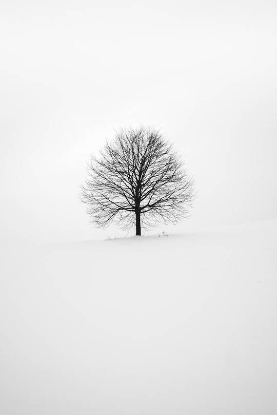 black and white photo of leafless tree during winter