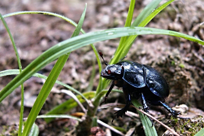 black beetle in grass