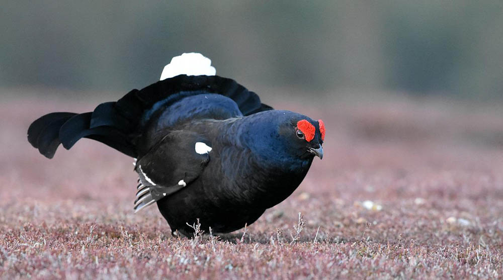 What Animals Can You Hunt in the UK? 5 Common Game Species Optics Mag