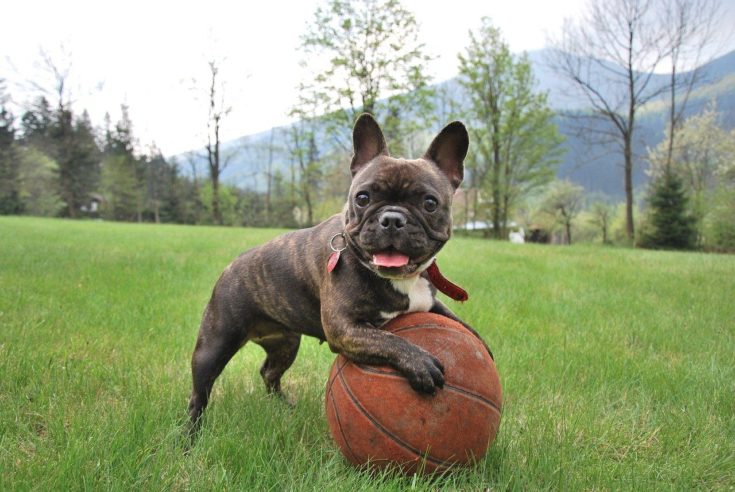 brindle french bulldog playing with ball