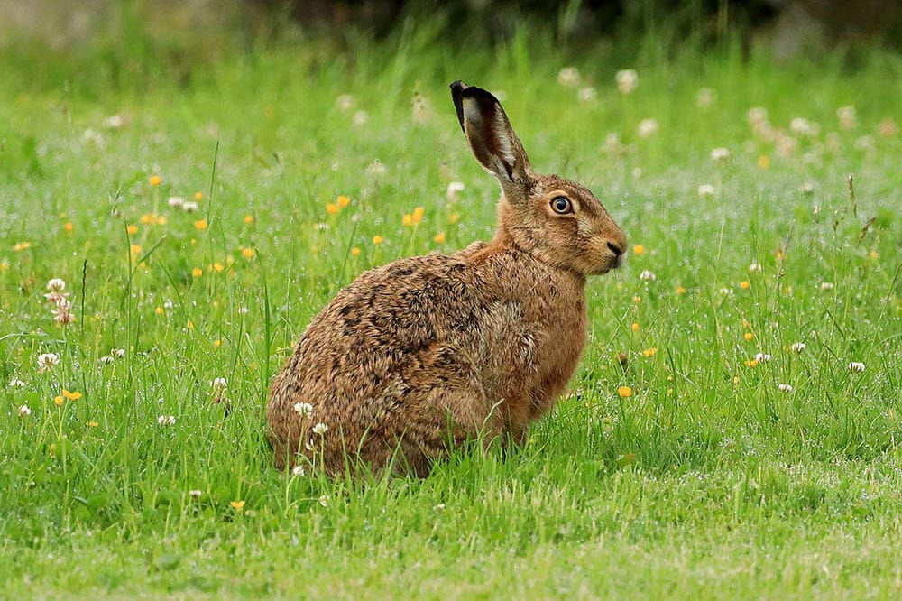 brown hare on the grass
