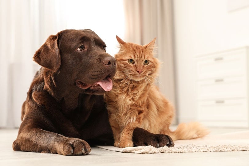 cat and dog together on the floor indoors