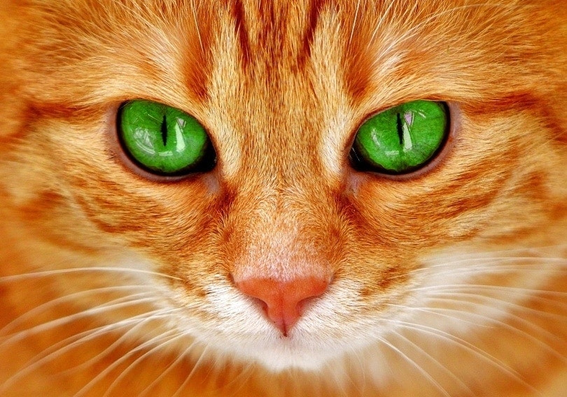 cat green eyes