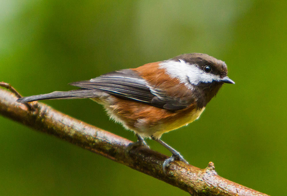 chestnut backed chickadee perched on a branch
