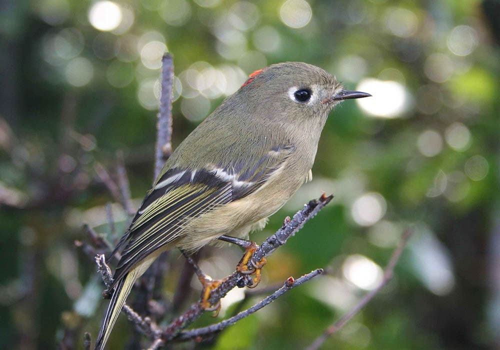 close up Ruby-Crowned Kinglet