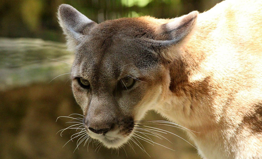 cougar close up