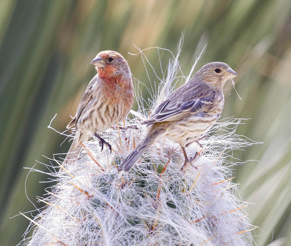 Couple of House Finches gathering nest material