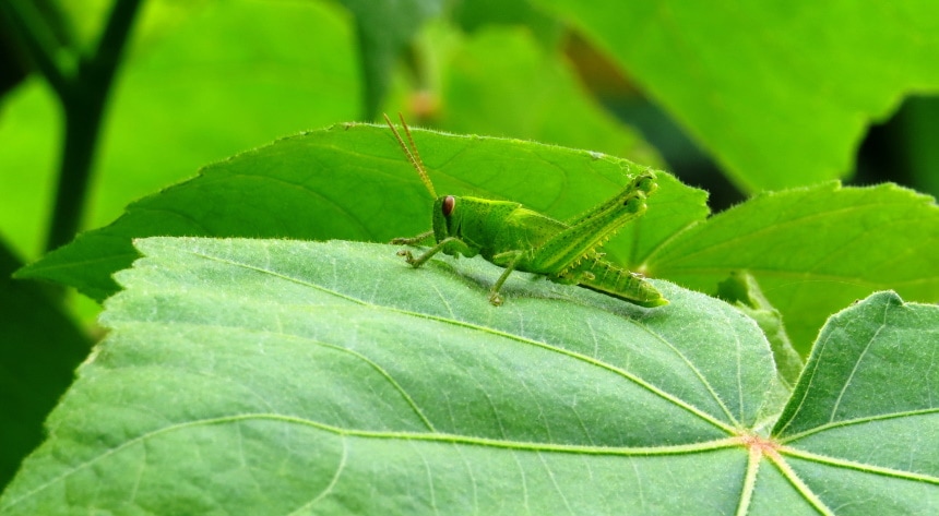 green cricket in plant leaves