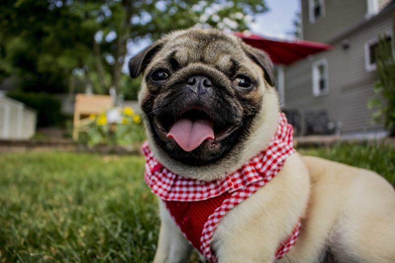 happy fawn pug puppy