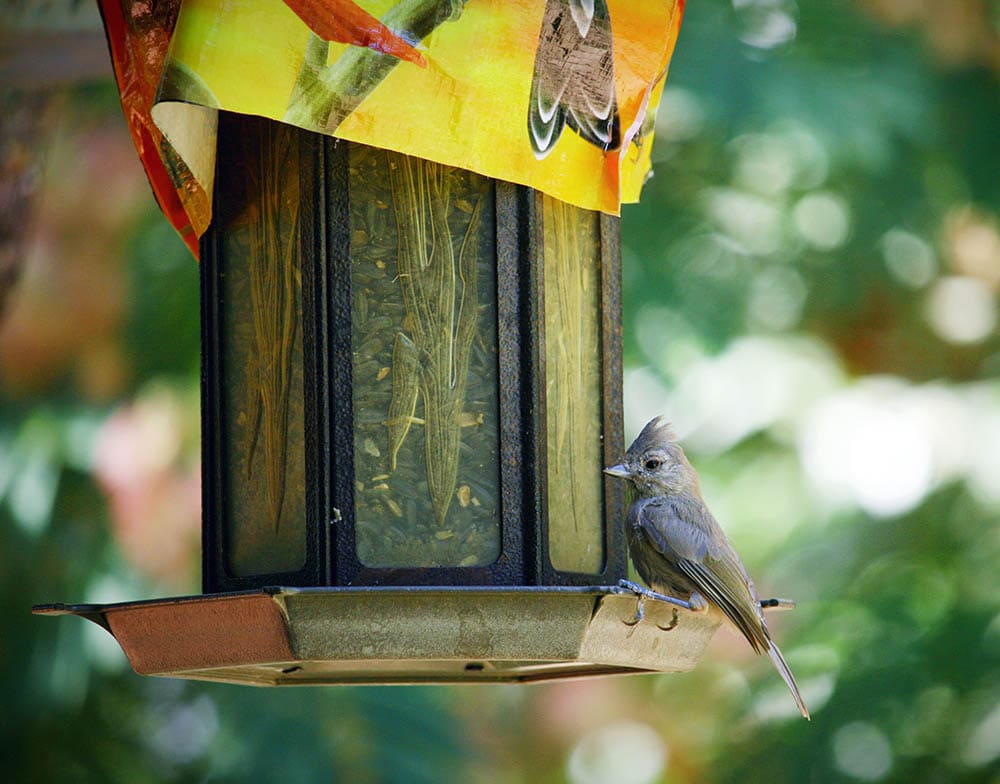 Juniper titmouse on the feeder