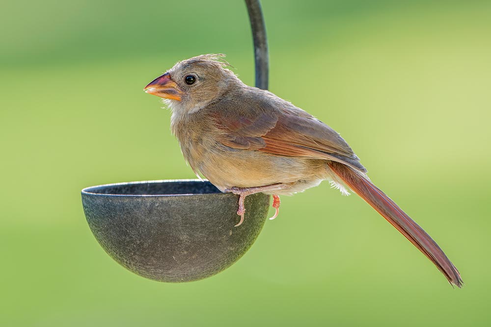 How Long Do Cardinals Live? (Average Lifespan Data & Facts) Optics Mag