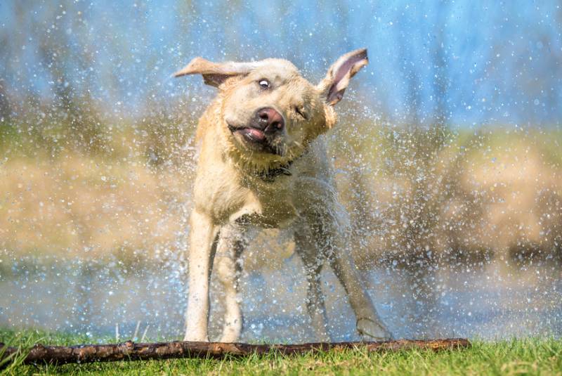 labrador dog shaking off water
