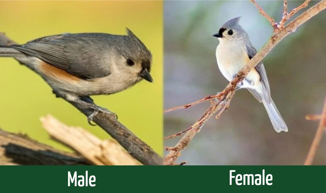 Male vs Female Tufted Titmouse: How To Tell The Difference? (With