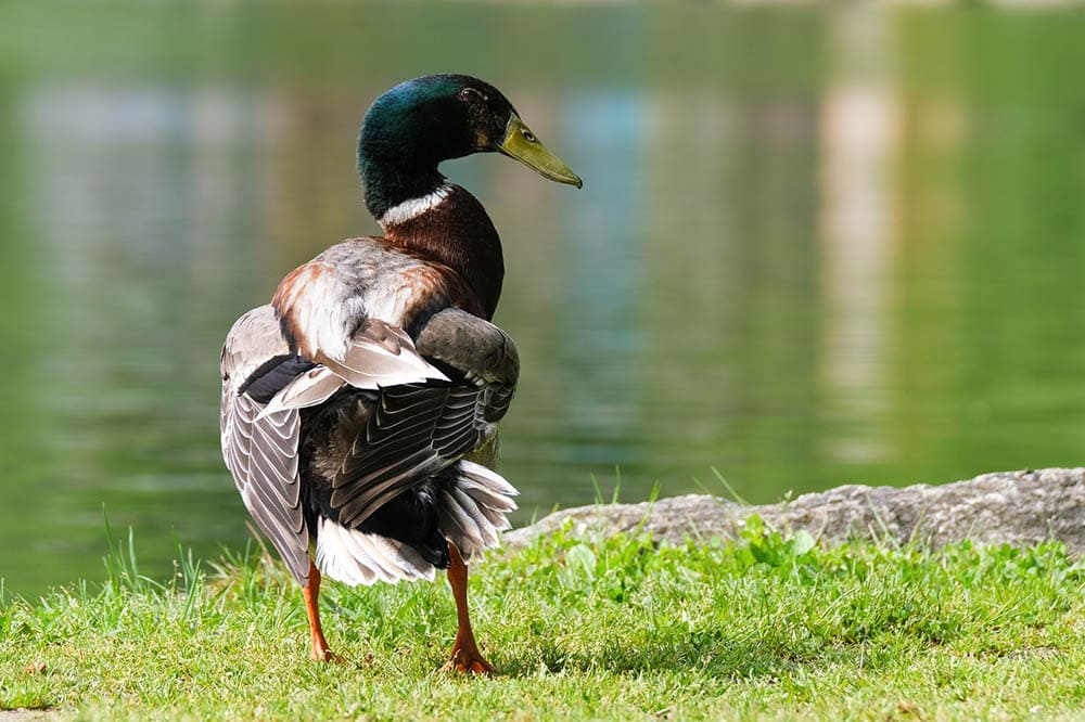 mallard duck spreading its wings