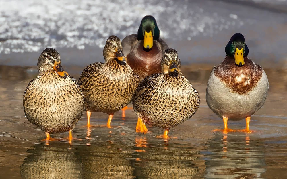 mallard ducks walking in the shore