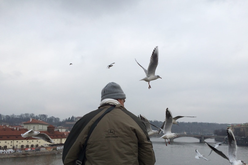 man watching birds