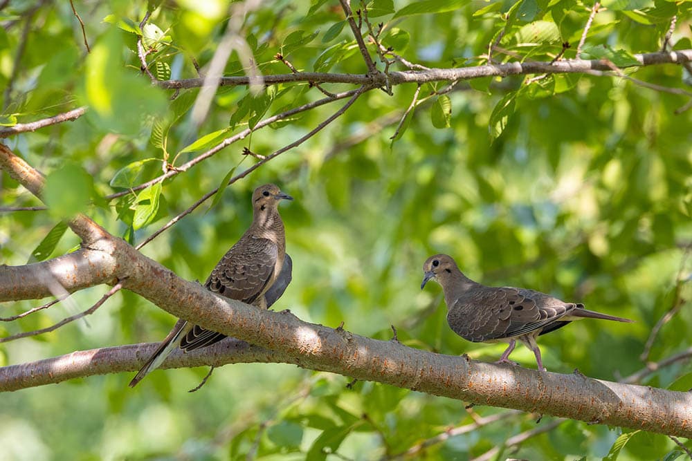 mourning doves perched on the tree