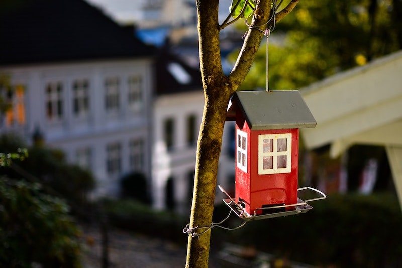 red bird house hanging from branch
