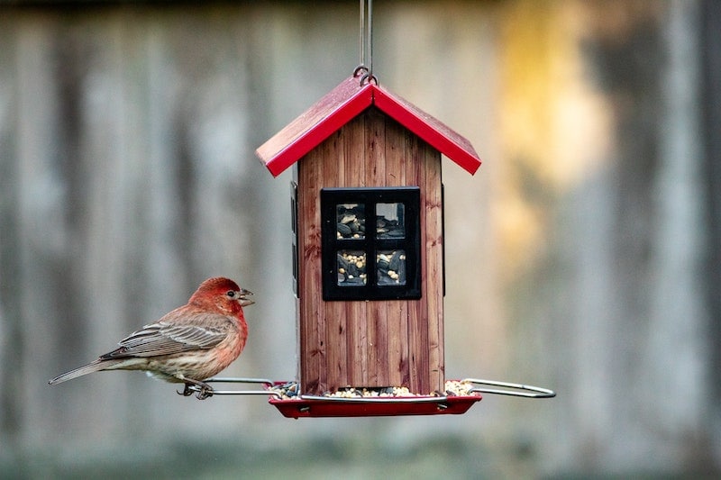 red bird on hanging bird house with seeds