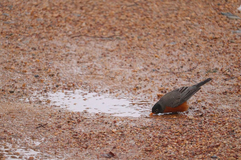 What Do Robins Eat in the Winter? 9 Typical Foods Optics Mag