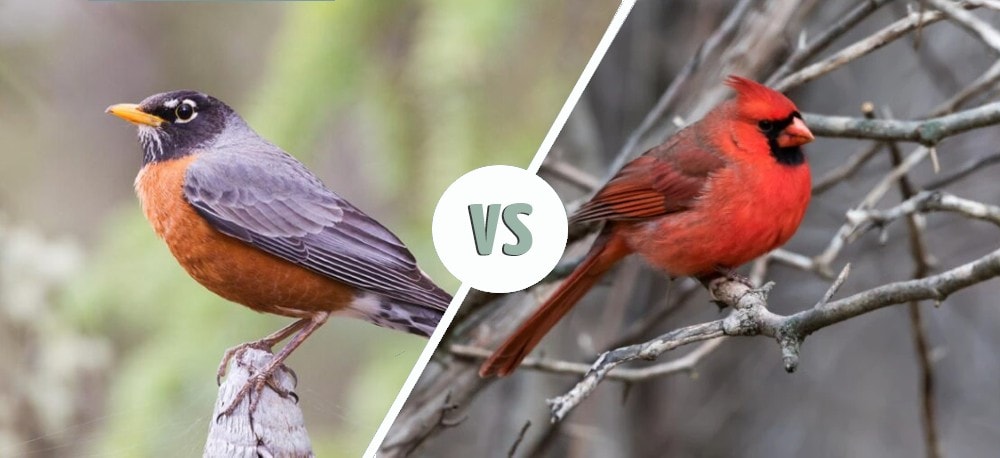 robin vs cardinal featured image