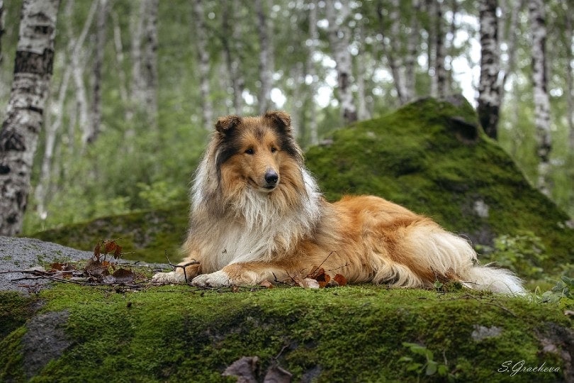 rough collie in the woods