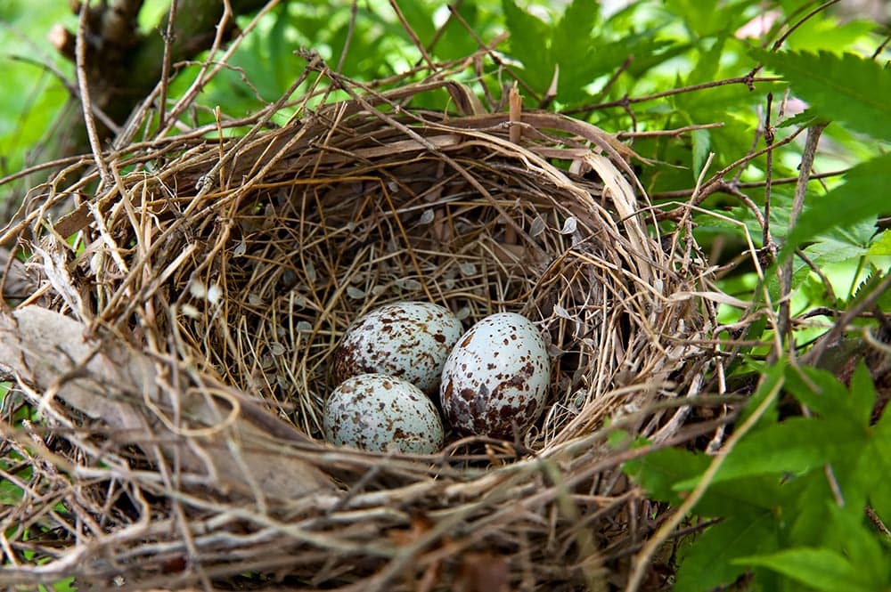 three northern cardinal eggs in a nest