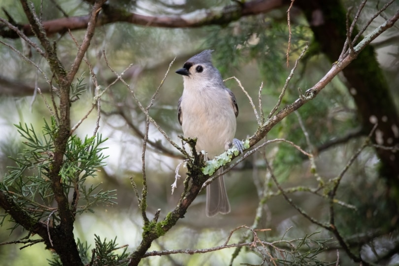 tufted titmouse perching