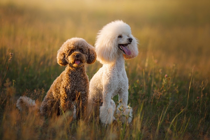 two poodle dogs on the grass