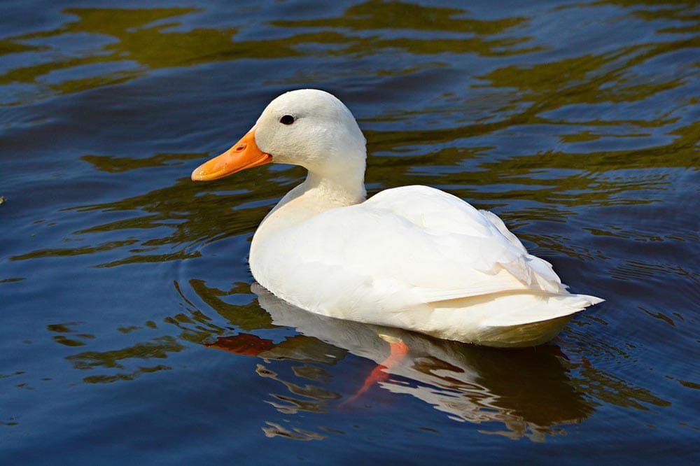 white mallard in the water