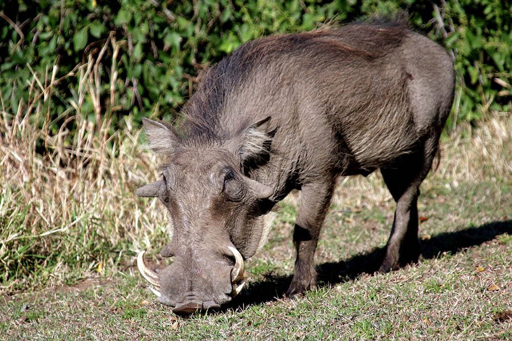 wild hog eating